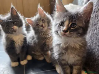 Maine Coon cats Maine Coon Kittens Champion Bloodline - Advert 5