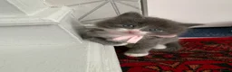 Mixed Breed cats for sale: Beautiful kittens looking for loving home. - Advert 20