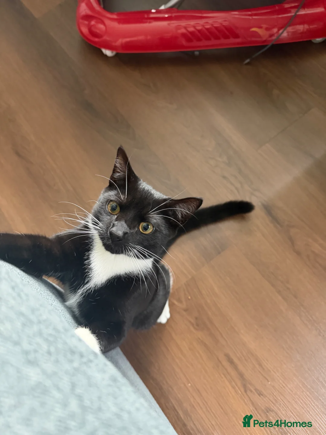 Mixed Breed cats for sale: Short hair black and white  in Houghton le Spring - Advert 1