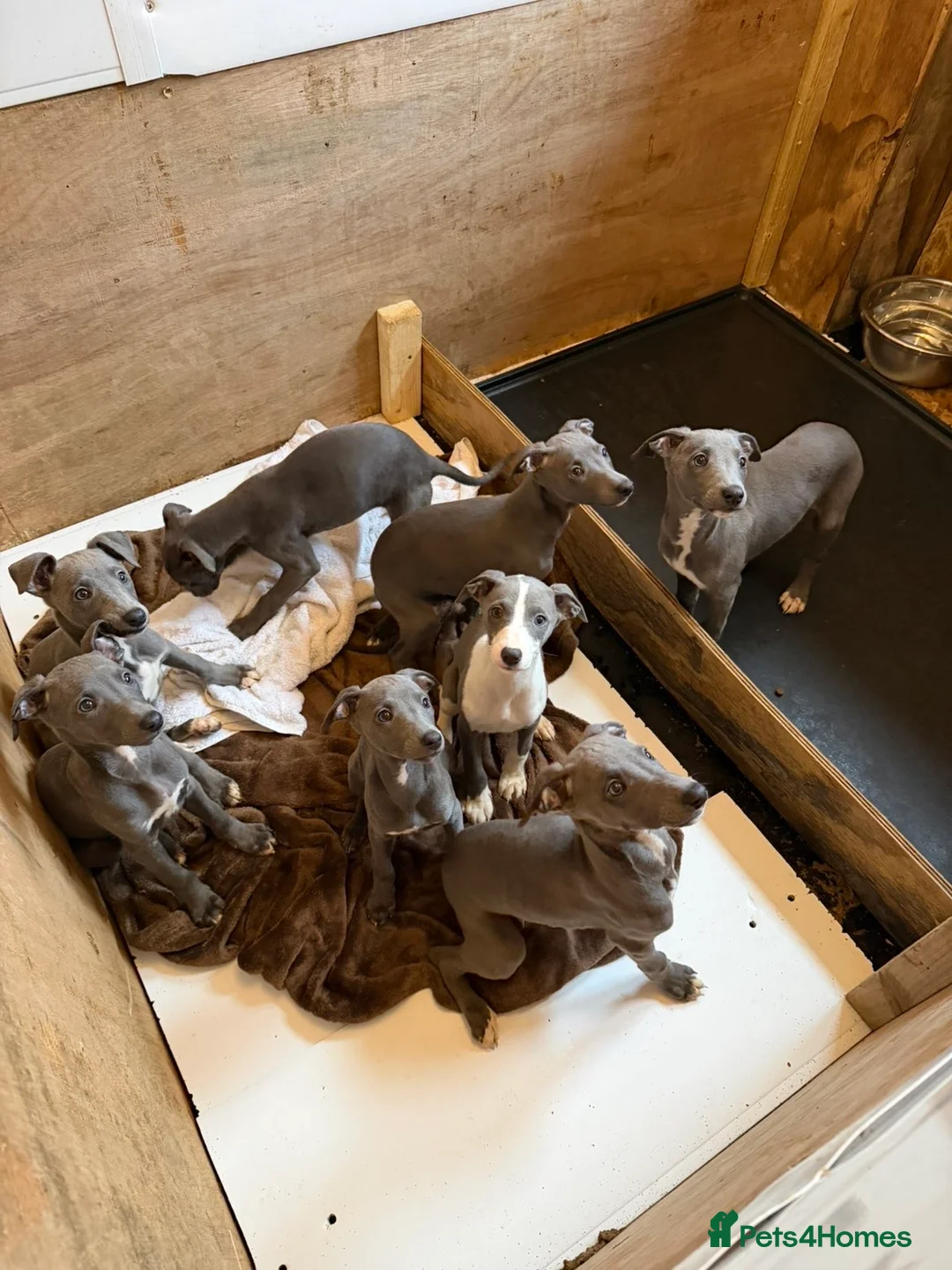 Whippet dogs for sale: Blue whippets in Rhyl - Advert 4