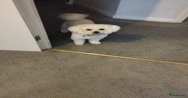 Bichon Frise dogs Bichon Frise - Advert 5