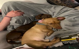 Miniature Dachshund dogs for stud: Cream Male for stud  in Waterlooville - Image 3