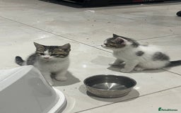 British Shorthair cats for sale: 8 weeks old kittens Ready to be Homed - Image 8