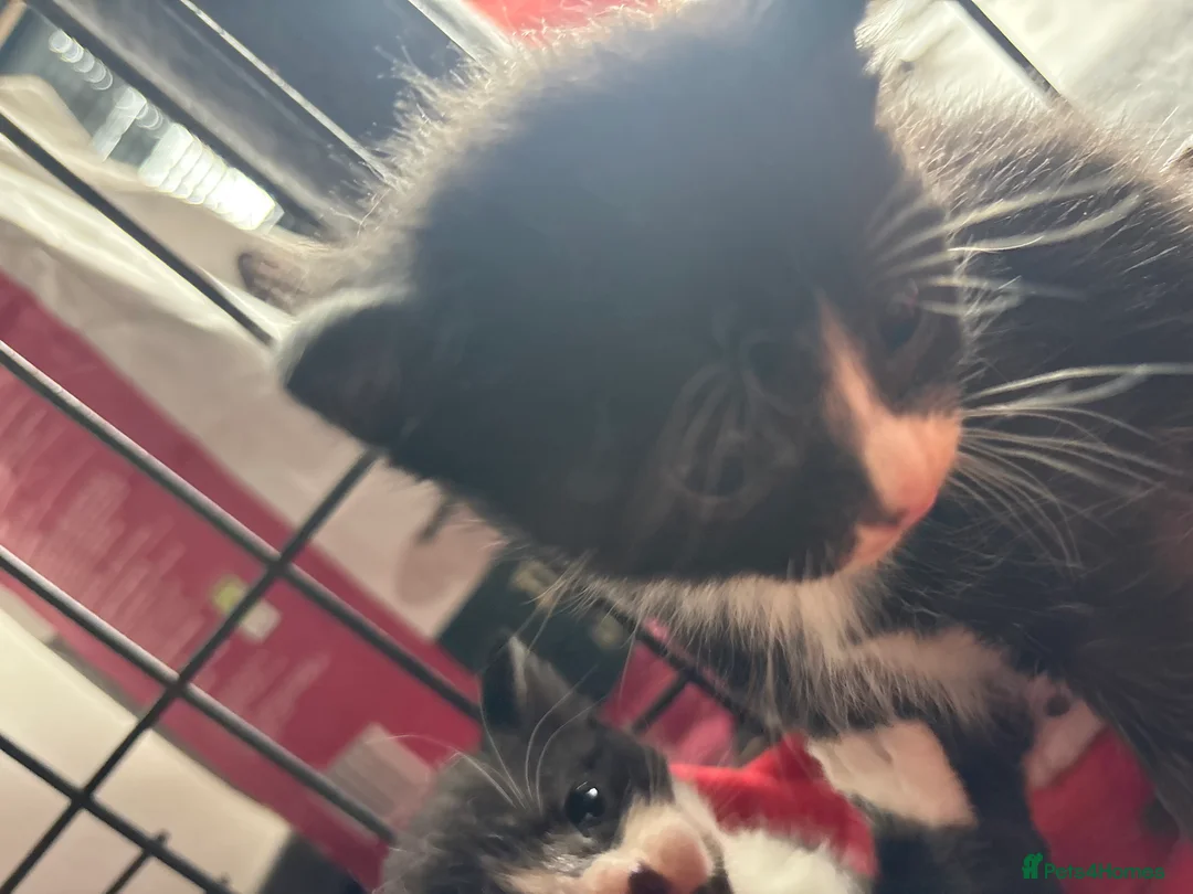 Mixed Breed cats for sale: Black and white Kittens  - Advert 2