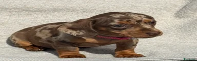 Miniature Dachshund 4