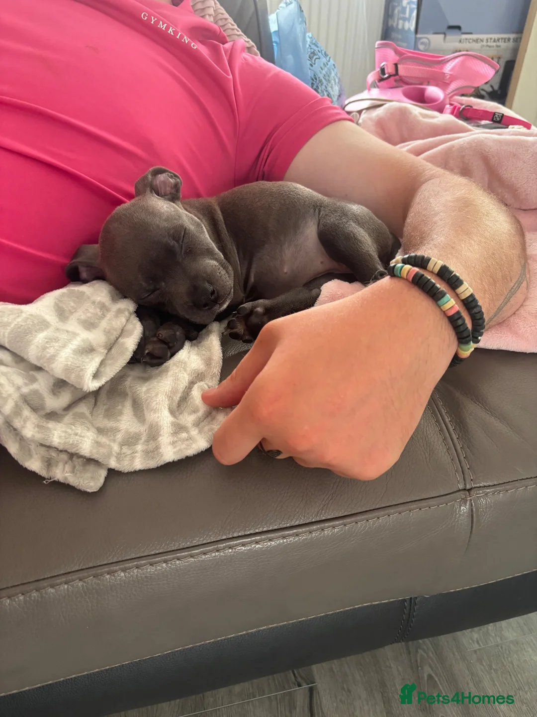 Staffordshire Bull Terrier dogs for sale: Blue staffy pup in Stirling - Advert 4