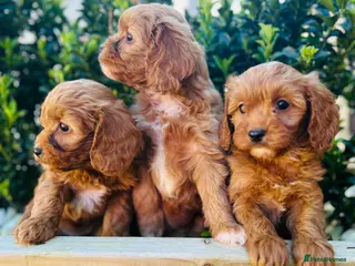 Cavapoo dogs Toy cavapoo - Advert 5