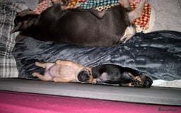 French Bulldog dogs for sale: Stunning Red fawn black & tan KC reg frenchie pups - Image 21