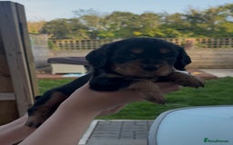 Cocker Spaniel dogs for sale: Working Cocker Spaniels  - Image 15