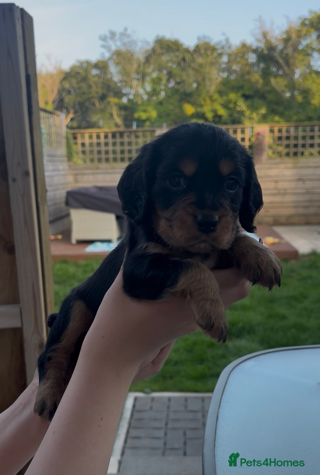 Cocker Spaniel dogs for sale: Working Cocker Spaniels  - Image 15