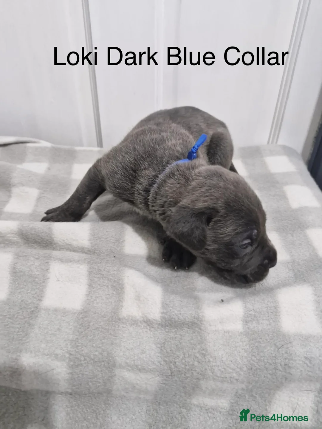 Cane Corso dogs for sale: 10 beautiful Cane Corso puppies - Advert 12