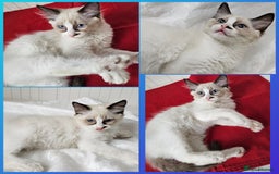 Ragdoll cats for sale:  RAGDOLLS KITTENS🐱😻 1 Boy bicolour available 😻 - Image 2