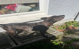 Mixed Breed dogs for sale: Home needed asap. Murphy ,8 year old - Image 6