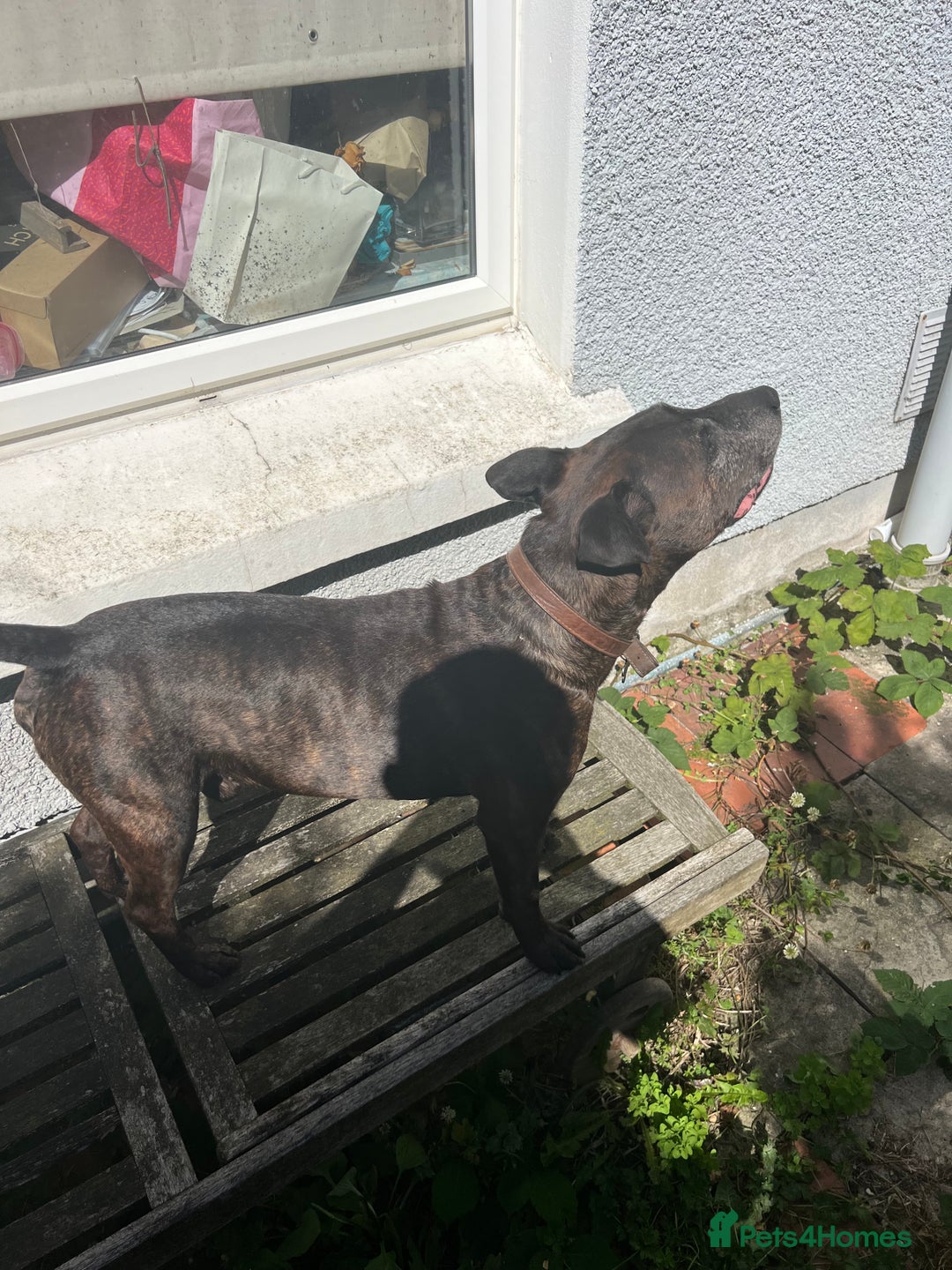 Mixed Breed dogs for sale: Home needed asap. Murphy ,8 year old - Image 6