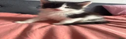 Maine Coon cats for sale: Maine Coon Kittens – 3 GCCF Boys - Advert 3