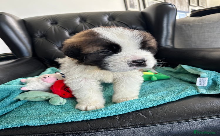Saint Bernard dogs - Advert 1