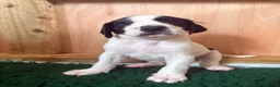 Mixed Breed dogs for sale: 1 BOY & 1 GIRL LEFT- GSP X FOXHOUND Puppies  - Advert 23