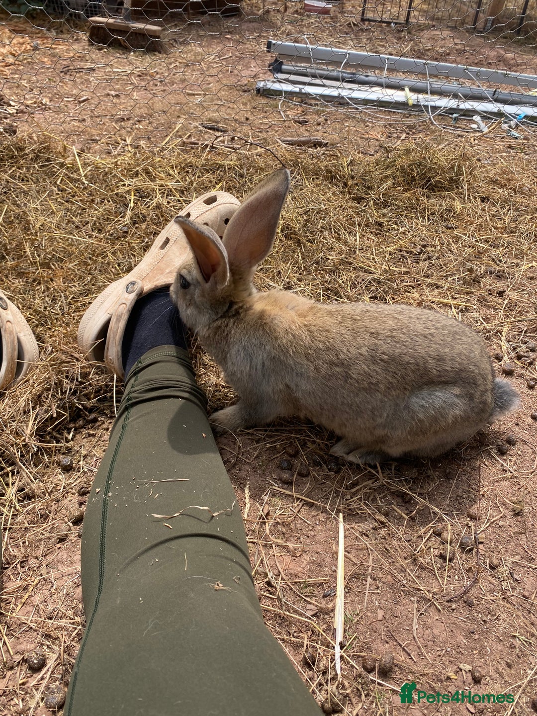 Continental Giant rabbits for sale: Very lovely rabbit  - Image 7