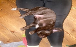 Sprocker dogs for sale: Gorgeous F1 health tested Sprockers  - Advert 19