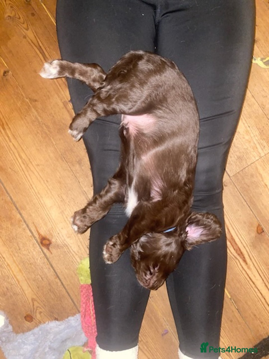 Sprocker dogs for sale: Gorgeous F1 health tested Sprockers  - Advert 19