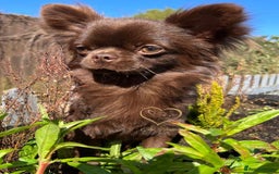 Chihuahua dogs for sale: Long hair tri chocolate apple head chihuahuas  - Advert 18