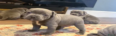 Staffordshire Bull Terrier Puppy 1 Ragnar 