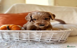 Australian Labradoodle dogs for sale: Pure Multigen Australian Labradoodle Puppies - Image 8