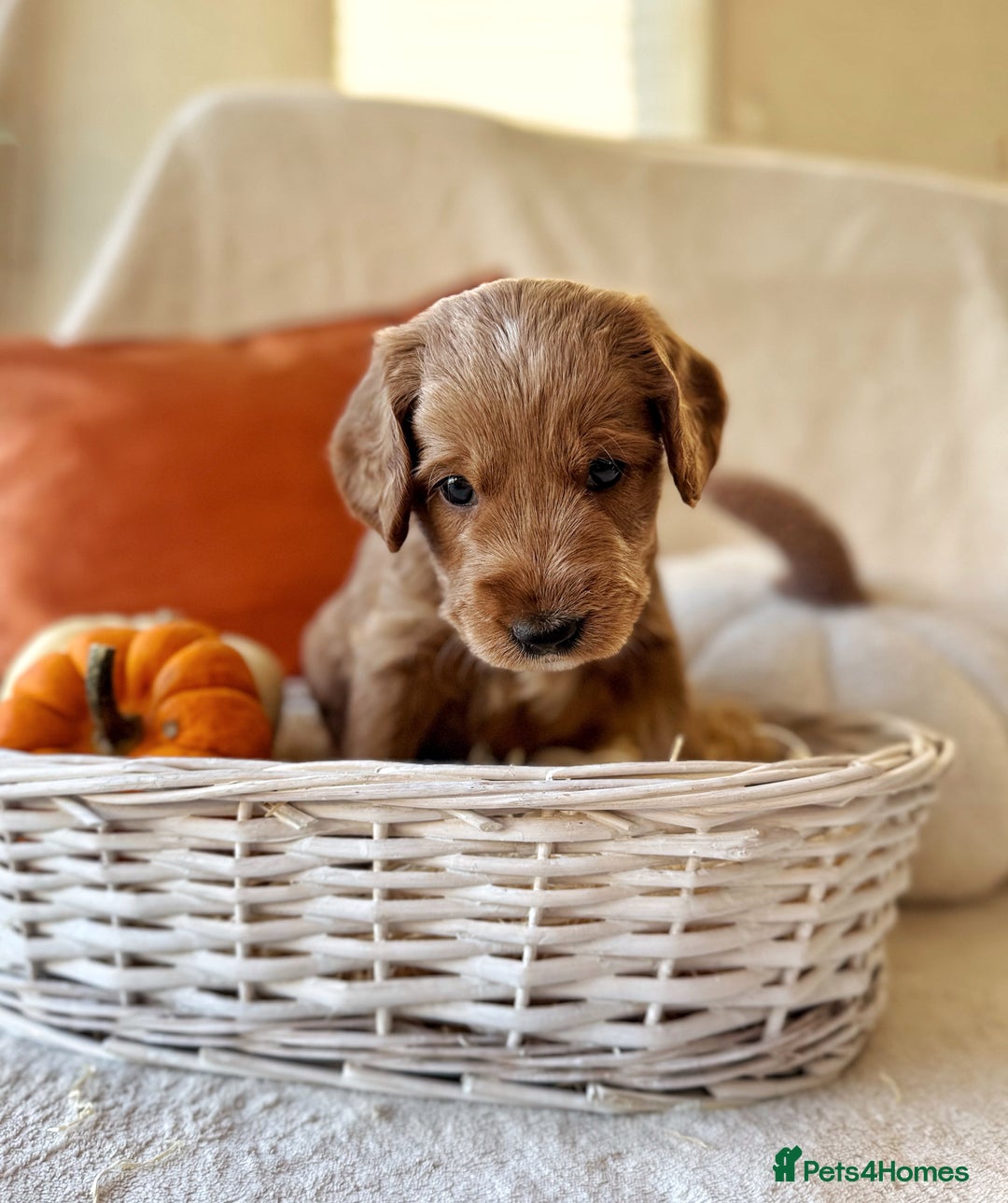 Australian Labradoodle dogs for sale: Pure Multigen Australian Labradoodle Puppies - Image 8