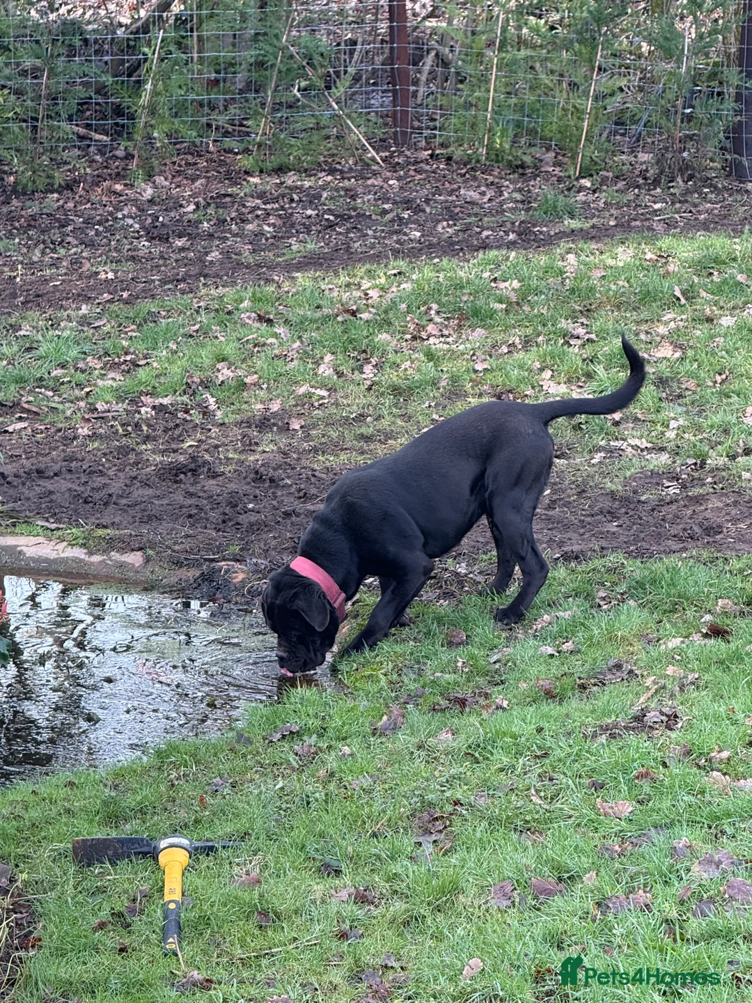 Mixed Breed dogs for sale: Beautiful friendly cane Corso crosses  - Advert 5