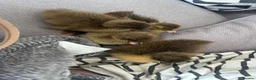 Ducks poultry for sale: Baby runner duck  - Advert 1