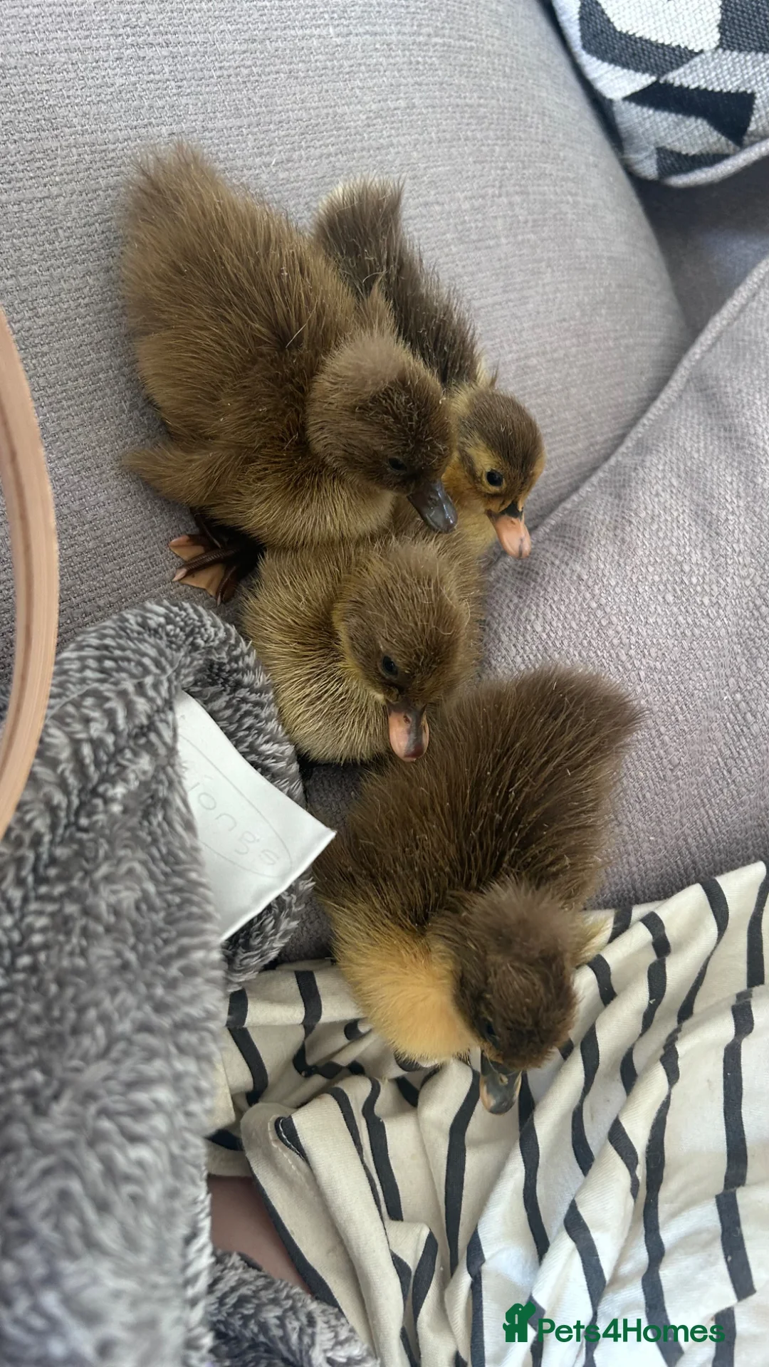 Ducks poultry for sale: Baby runner duck  - Advert 1