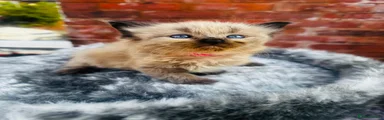Ragdoll 1