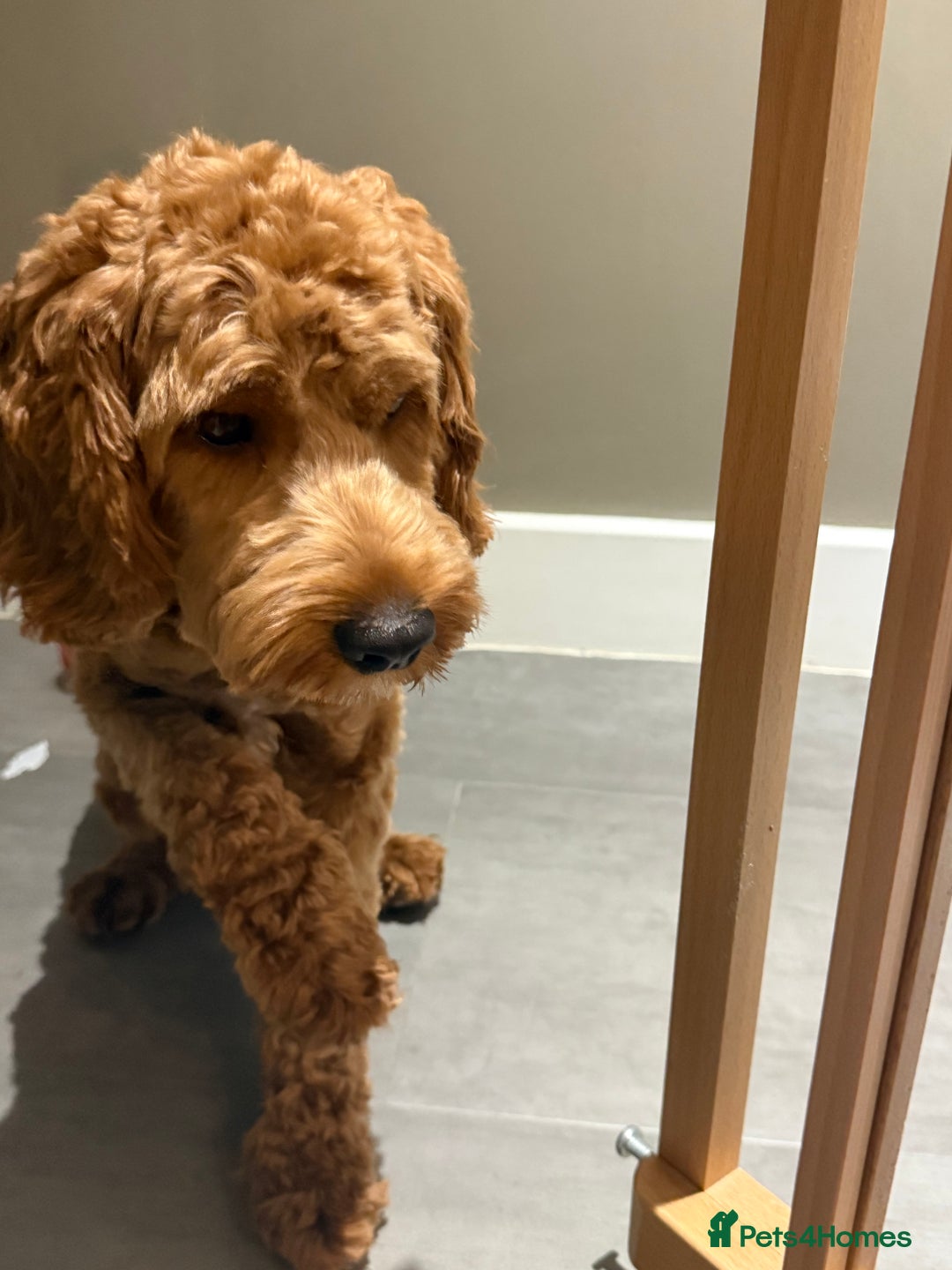 Cockapoo dogs for sale: Cockapoo 9 months old male - Advert 2
