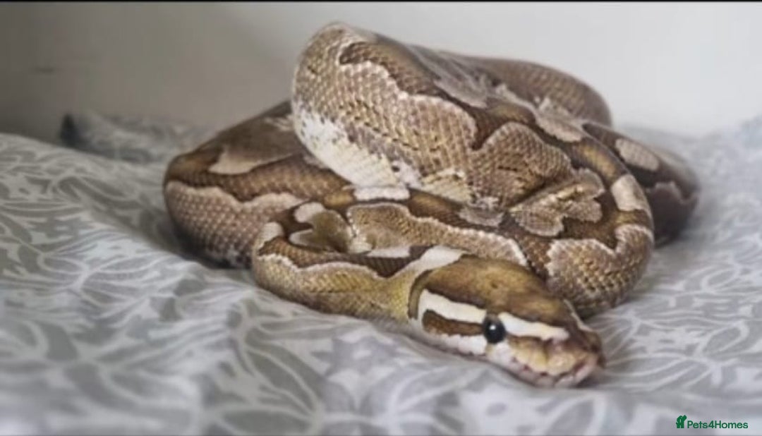 Python Snake reptiles for sale: Royal pythons for sale  - Image 3