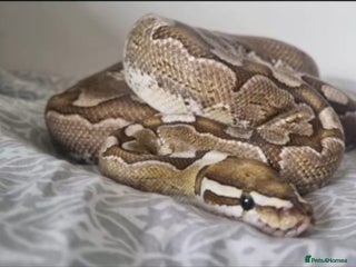 Python Snake reptiles Royal pythons for sale - Advert 16