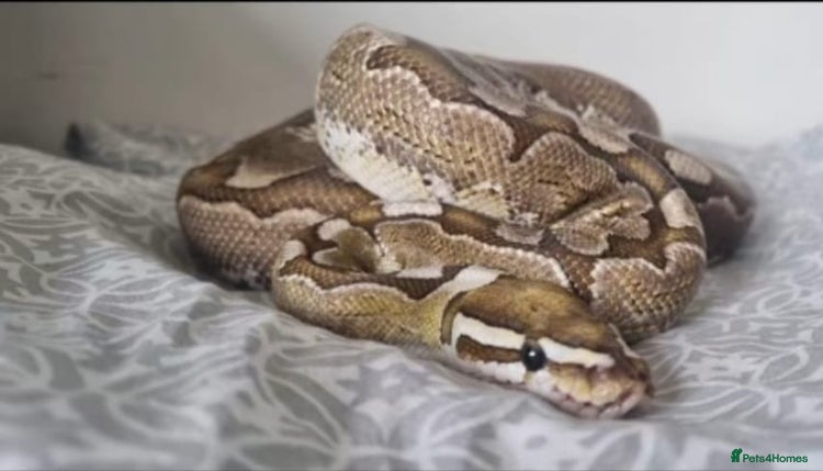 Python Snake reptiles Royal pythons for sale - Advert 14