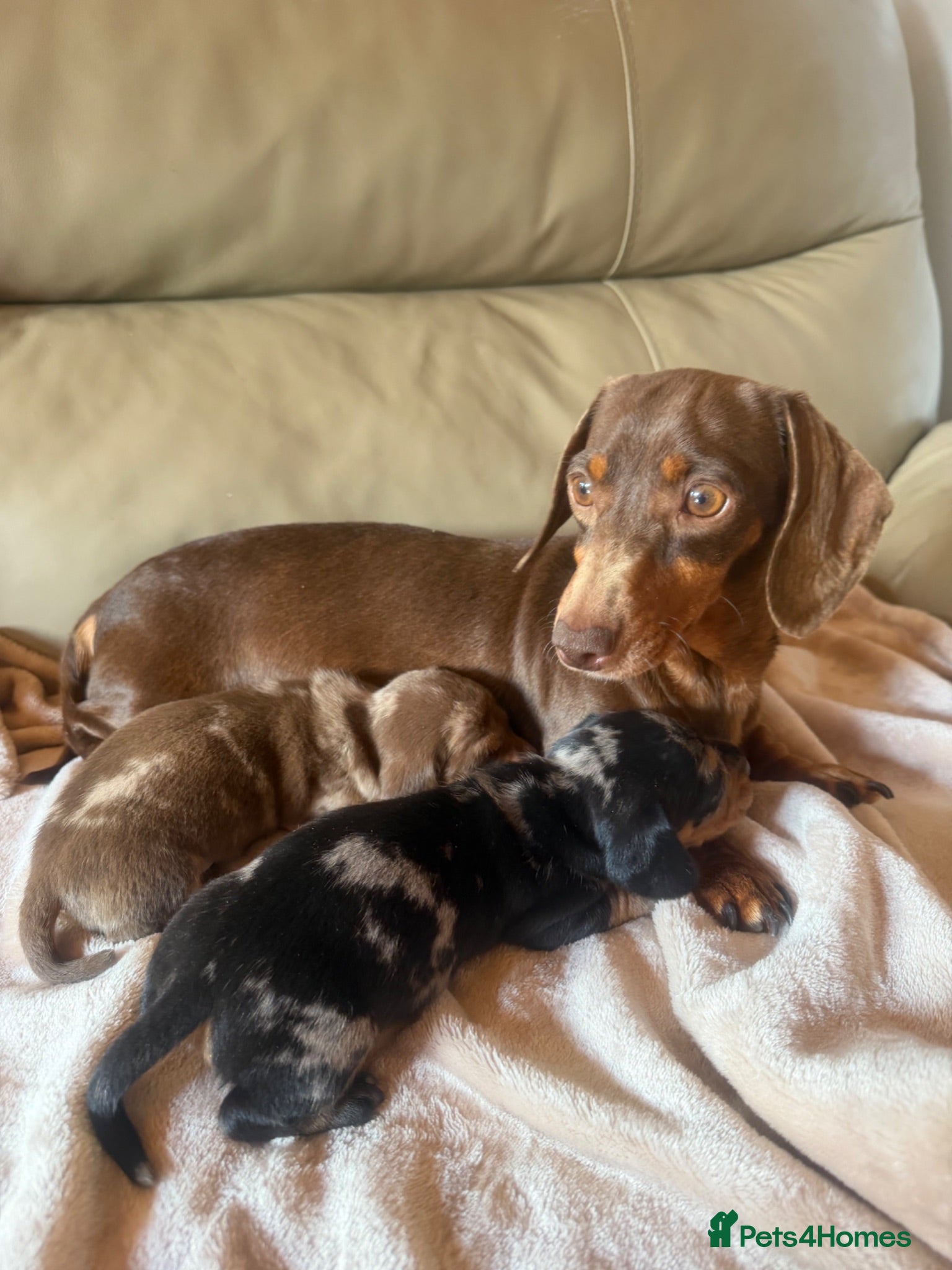 Miniature Dachshund dogs KC miniature dachshunds  - Advert 1