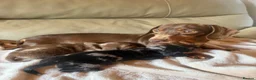 Miniature Dachshund dogs for sale: KC miniature dachshunds  - Advert 1