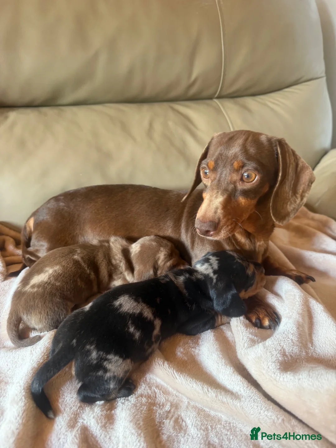Miniature Dachshund dogs for sale: KC miniature dachshunds  - Advert 1
