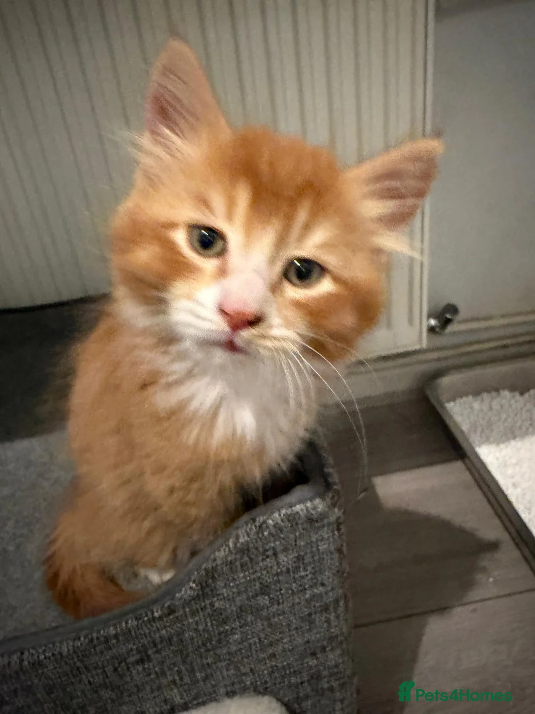 Mixed Breed cats for sale: Adorable kittens for sale in Coventry - Advert 2