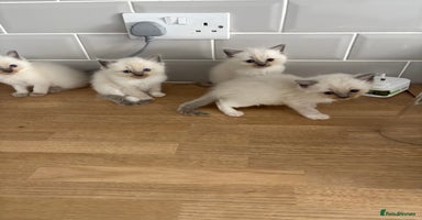 Ragdoll cats - Advert 3