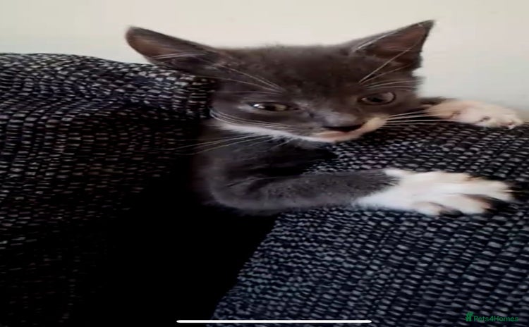 British Shorthair cats - Advert 6