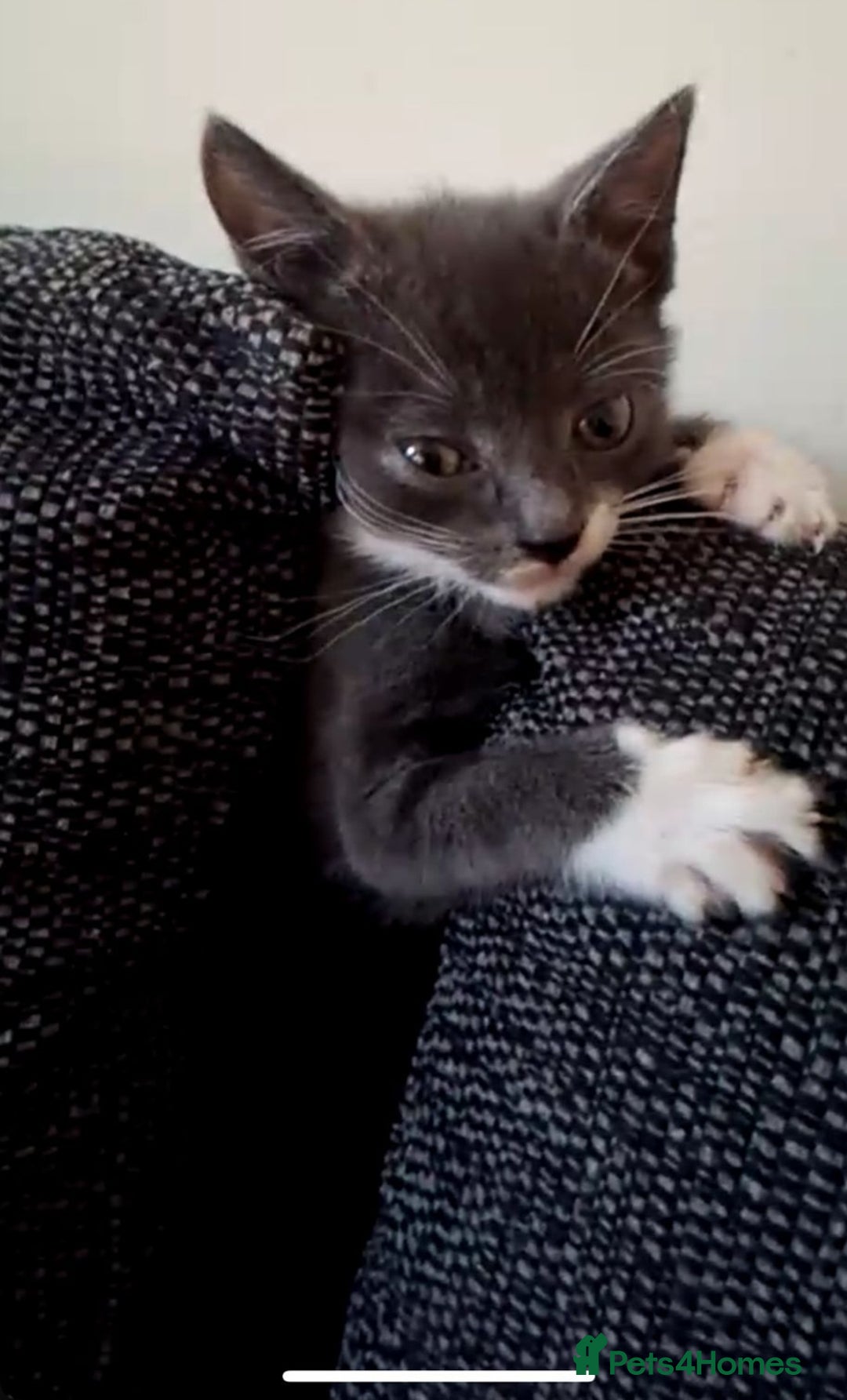 British Shorthair cats for sale: Grey and white Kitten - Image 1