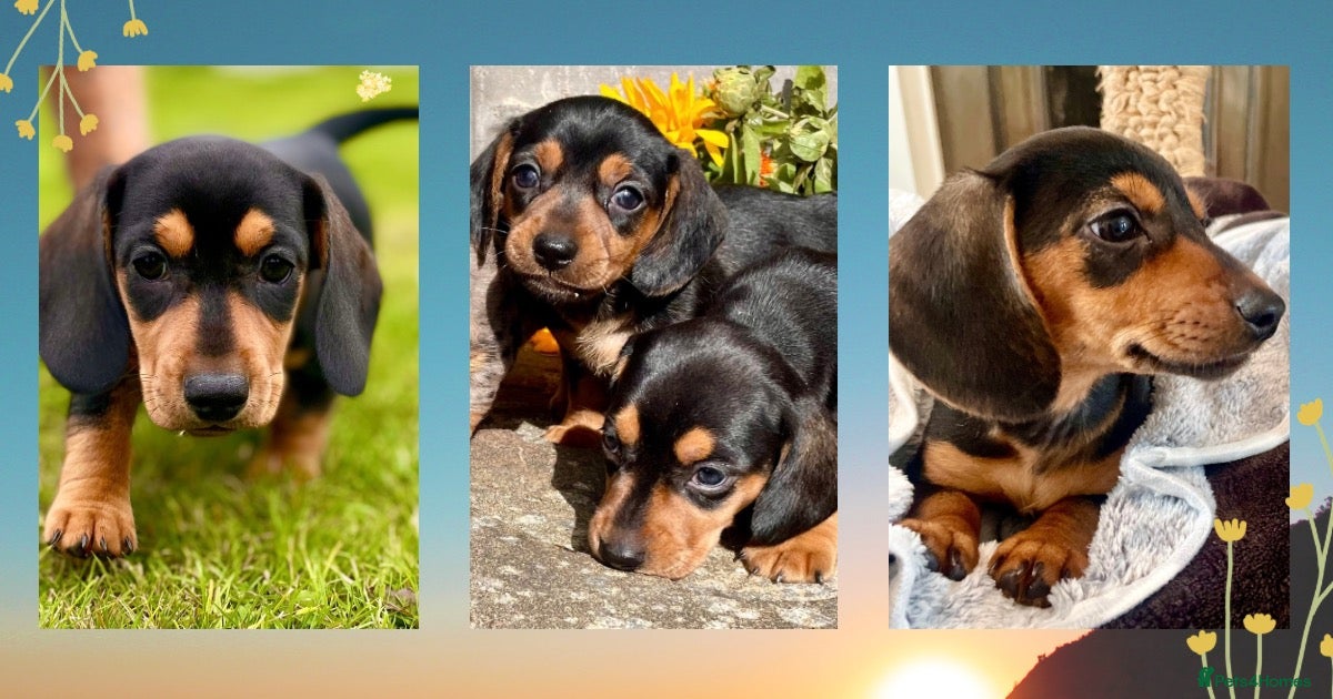 Miniature Dachshund dogs 💕 Ready Now and Reduced! Lovely Mini Doxies - Advert 4