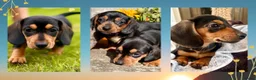 Miniature Dachshund dogs for sale: 💕 Ready Now and Reduced! Lovely Mini Doxies - Advert 1