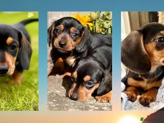 Miniature Dachshund dogs 💕 Ready Now and Reduced! Lovely Mini Doxies - Advert 5