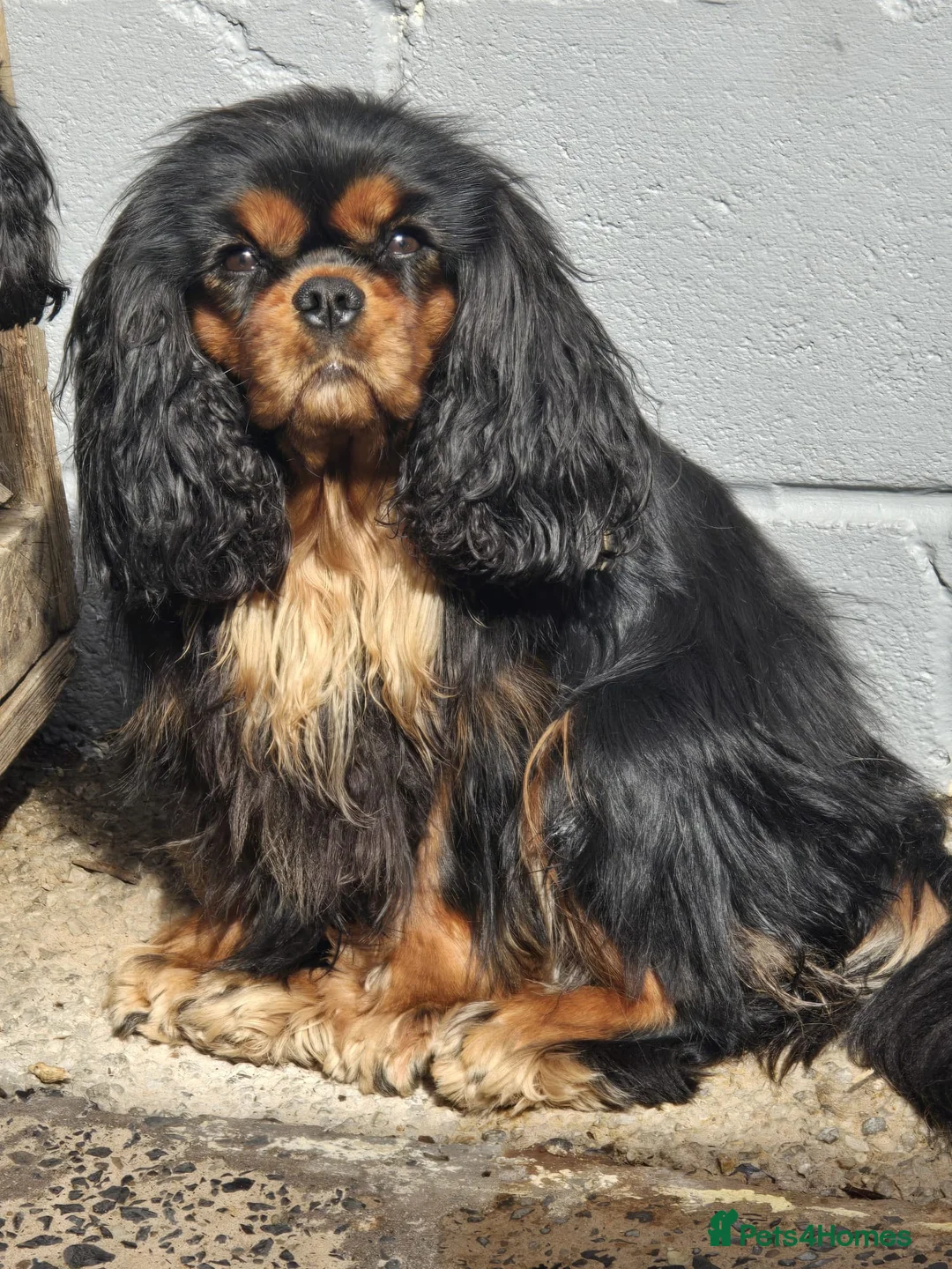 Cavalier King Charles Spaniel dogs for sale: Beautiful Cavalier  - Advert 3