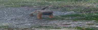 Patterjack 6