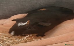 Guinea Pig rodents for sale: 2 bonded boars with cage, food, hay& accessories.  - Image 2