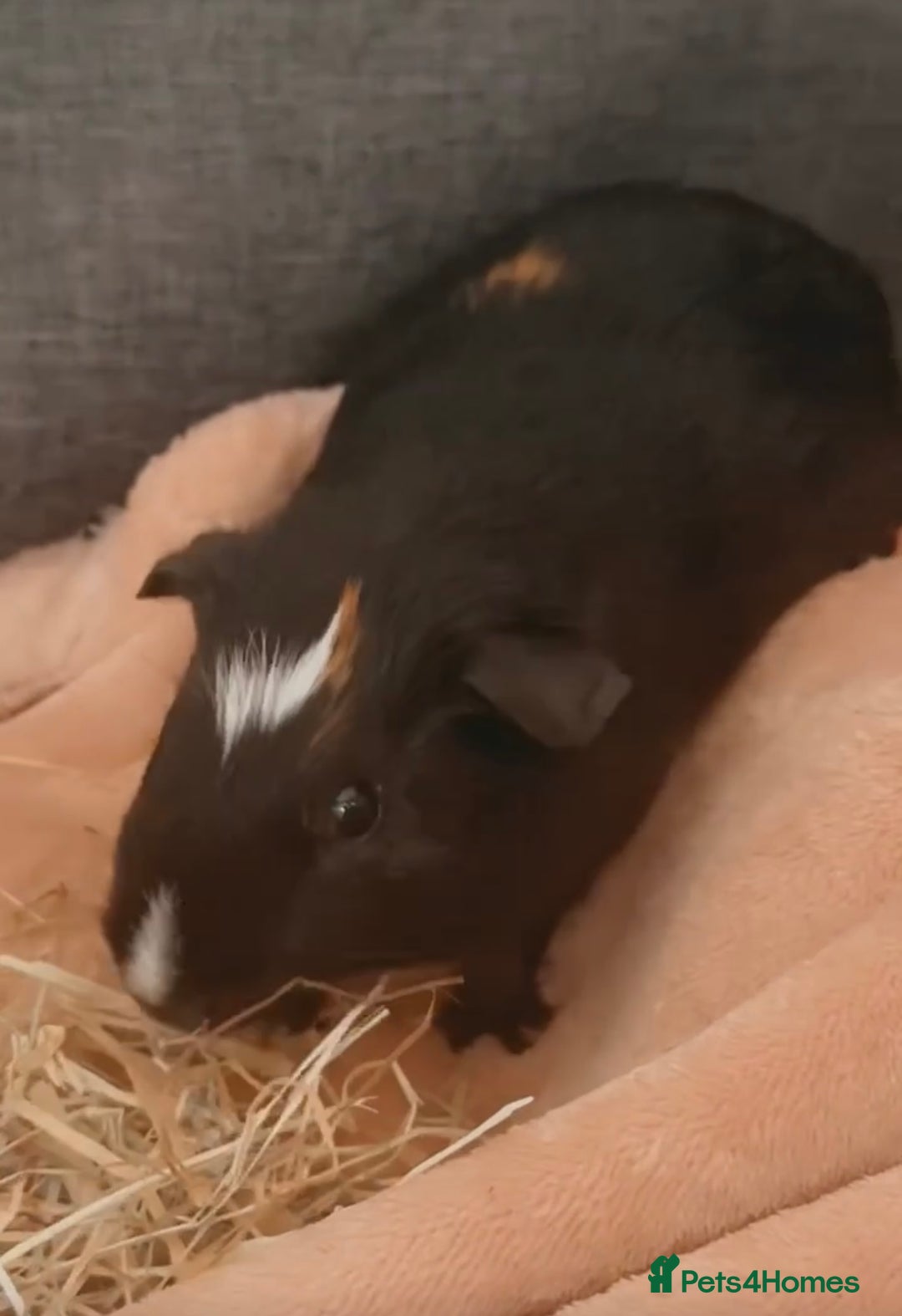 Guinea Pig rodents for sale: 2 bonded boars with cage, food, hay& accessories.  - Image 2